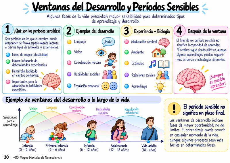 Mapa mental: ventanas del desarrollo y períodos sensibles